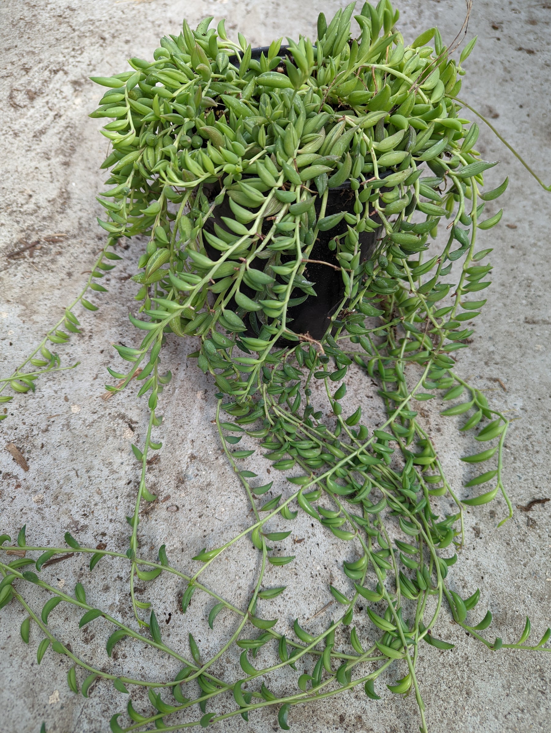 banana bean succulent String of Bananas Senecio radicans 4 Inch