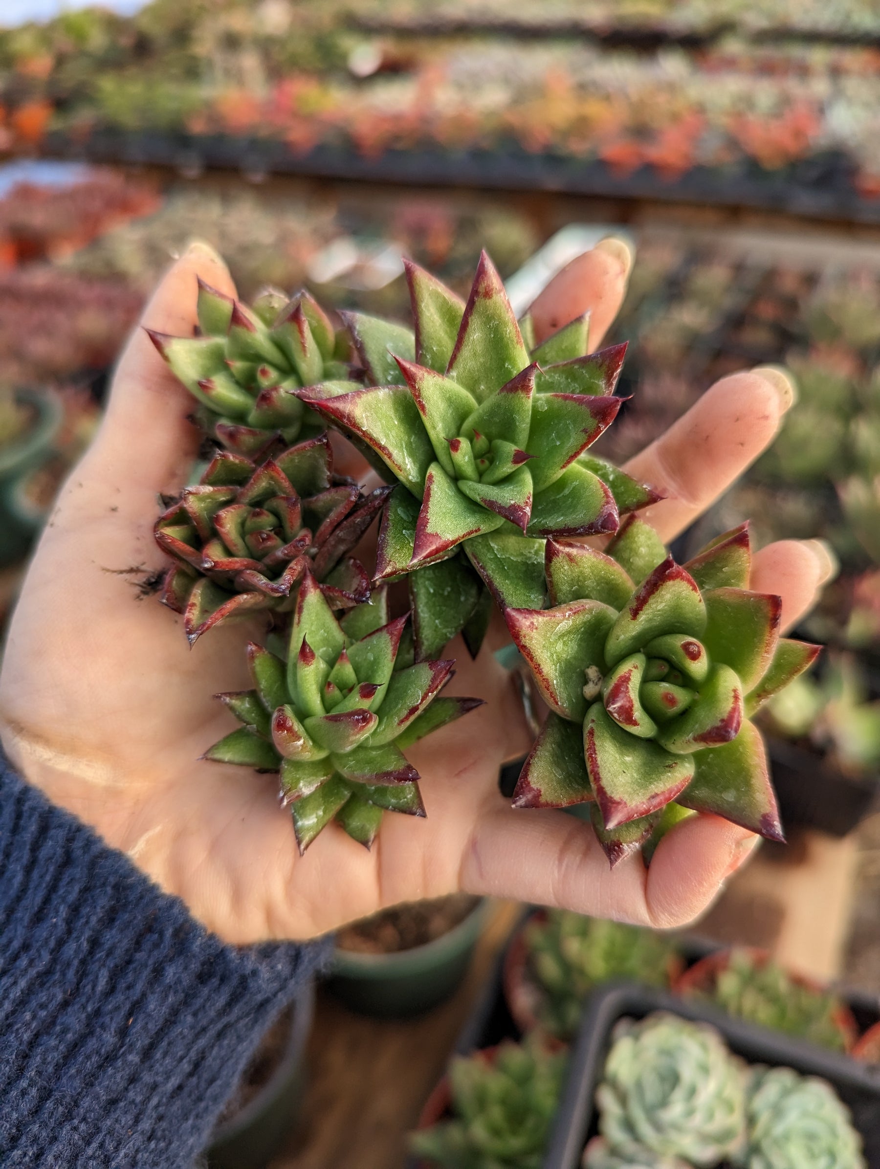 agavoides succulent Echeveria agavoides 'Lipstick'