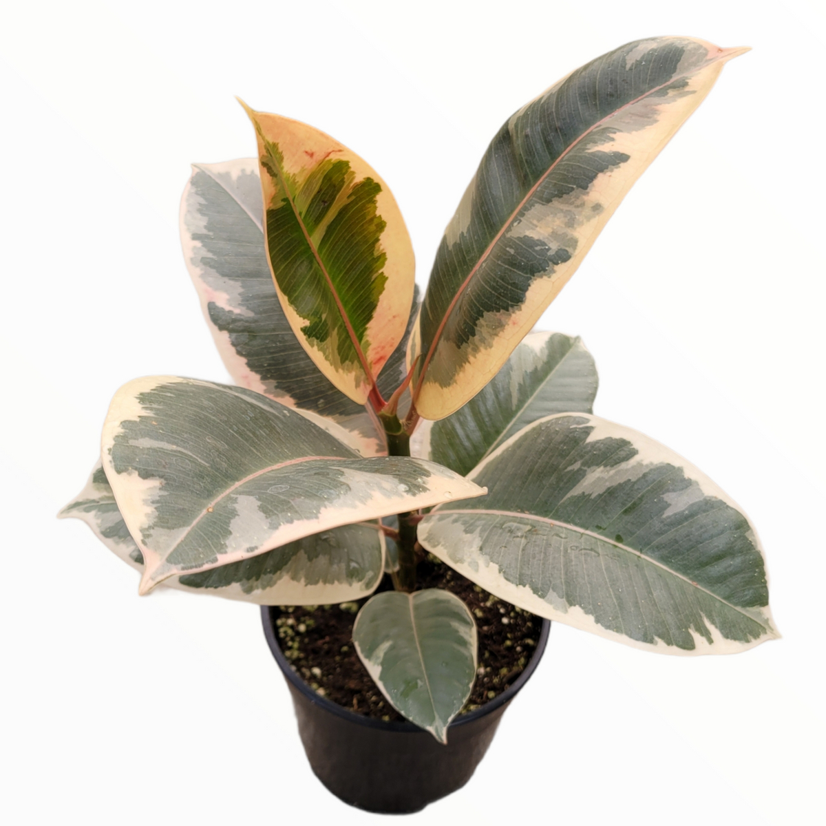 Ficus elastica Tineke - Variegated Rubber Tree