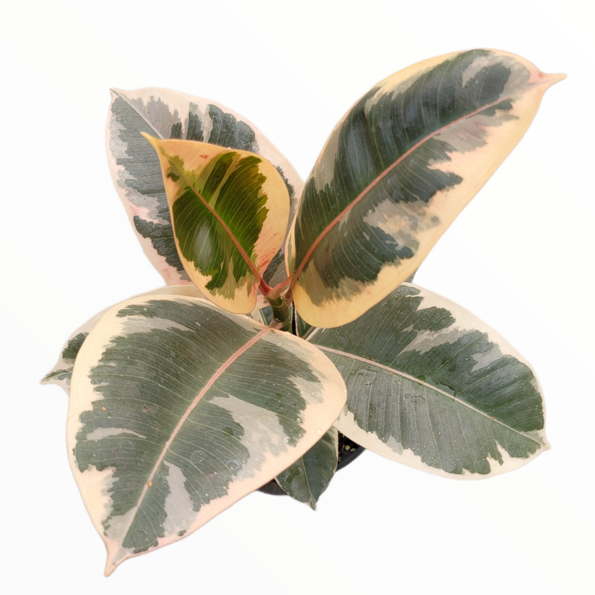 Ficus elastica Tineke - Variegated Rubber Tree