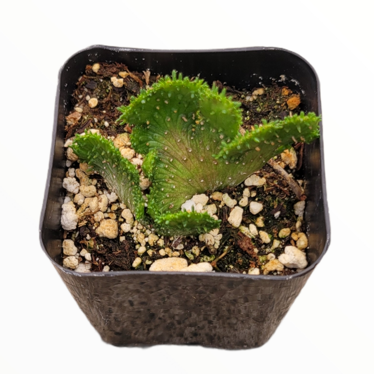 Euphorbia leucodendron Crest