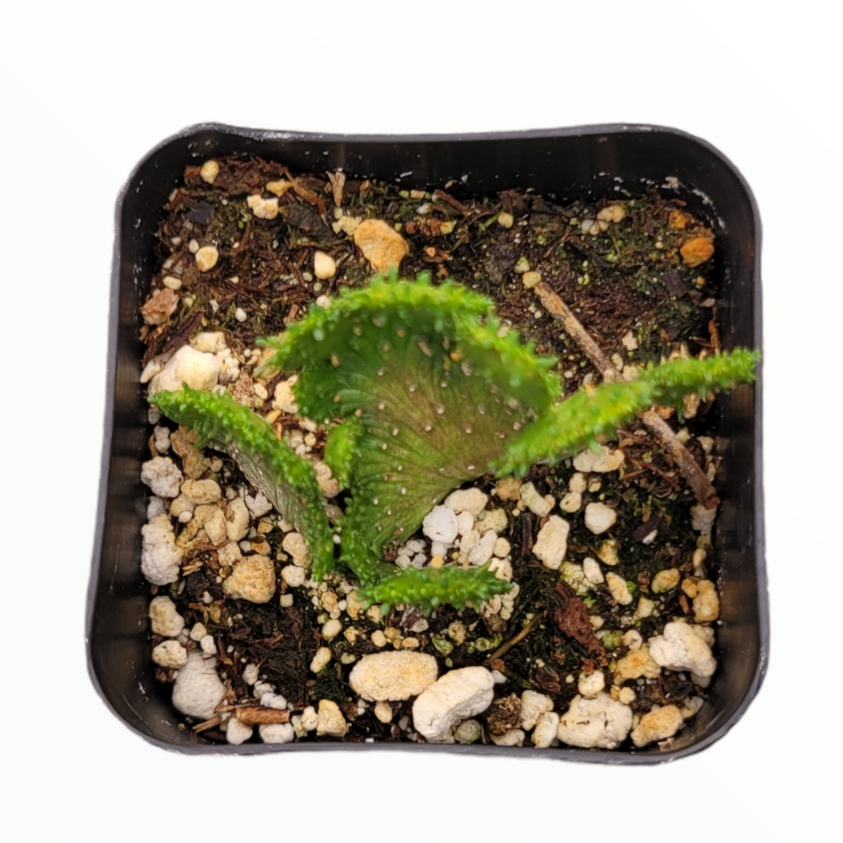Euphorbia leucodendron Crest