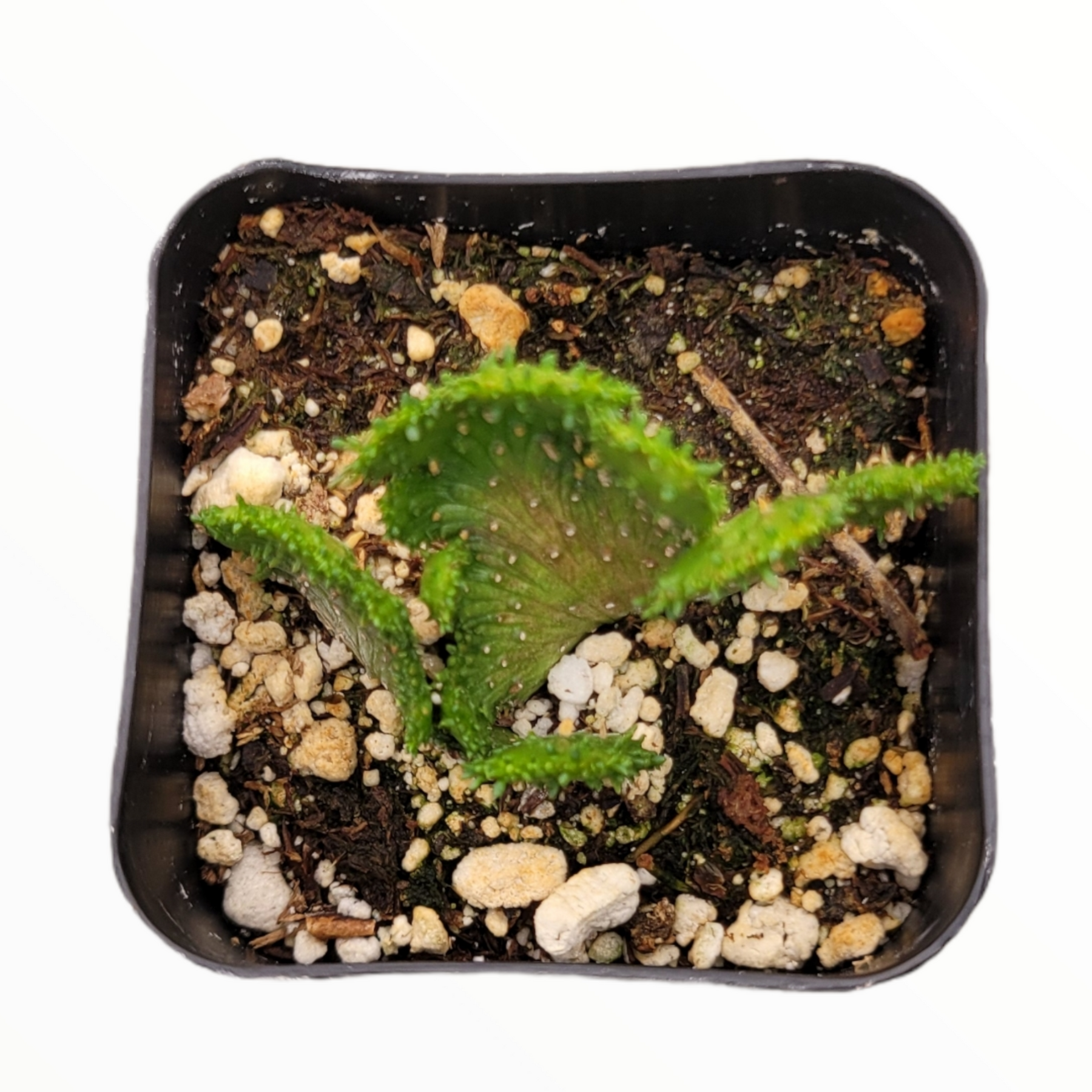 succulent with arms Euphorbia leucodendron Crest