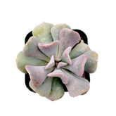 Echeveria 'Cubic Frost' - Succulents Depot