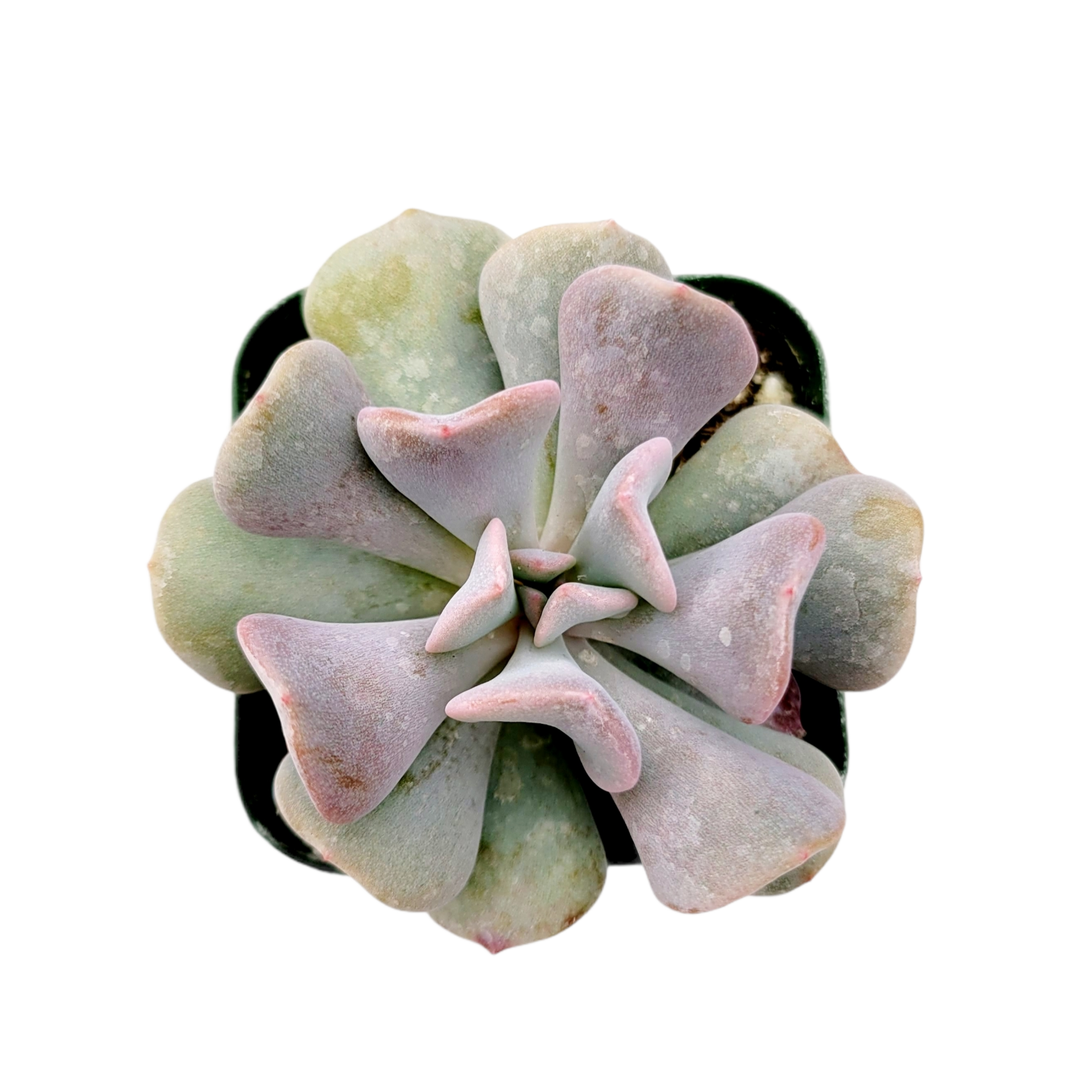 lilac frost succulent Echeveria 'Cubic Frost' 2 Inch