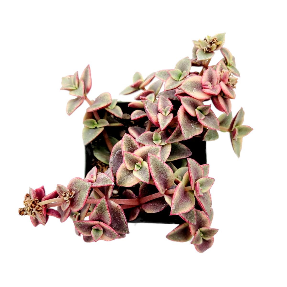 Crassula marginalis rubra Variegata 'Calico Kitten' - Succulents Depot