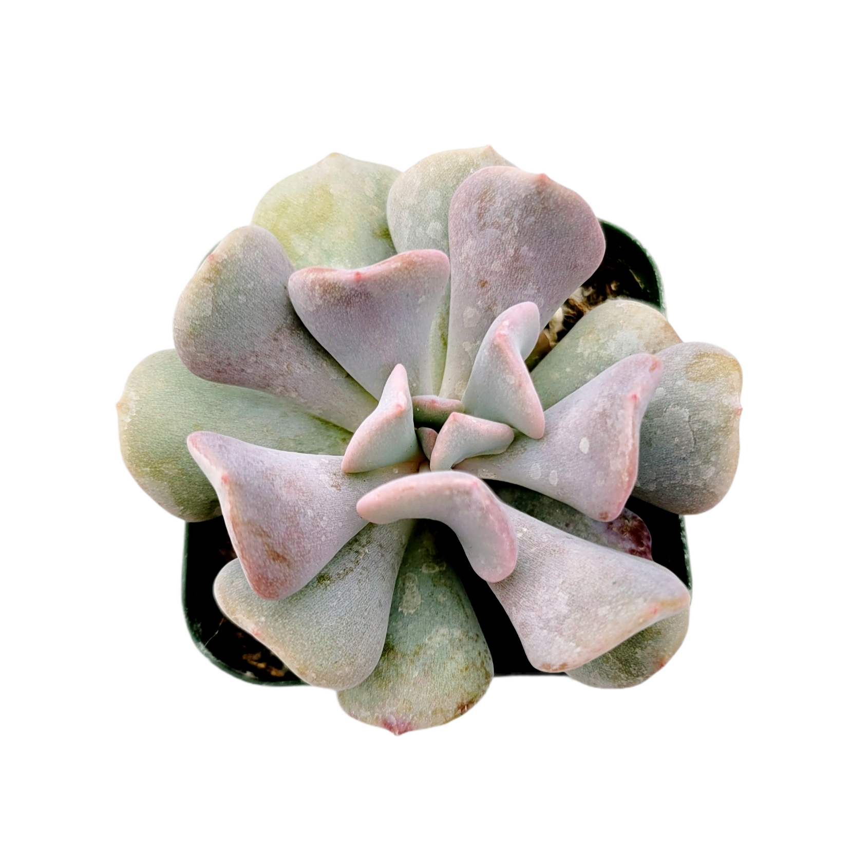 cubic frost succulent vs topsy turvy Echeveria 'Cubic Frost' 2 Inch