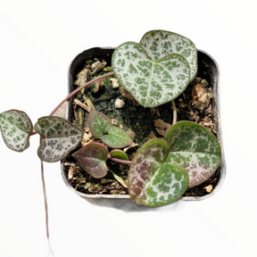Ceropegia woodii String of Hearts - Succulents Depot