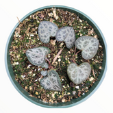 Ceropegia woodii String of Hearts in pot, rooting.