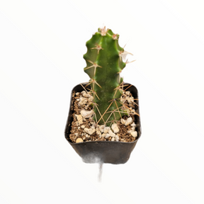 succulent that looks like a hand Echinocereus pentalophus