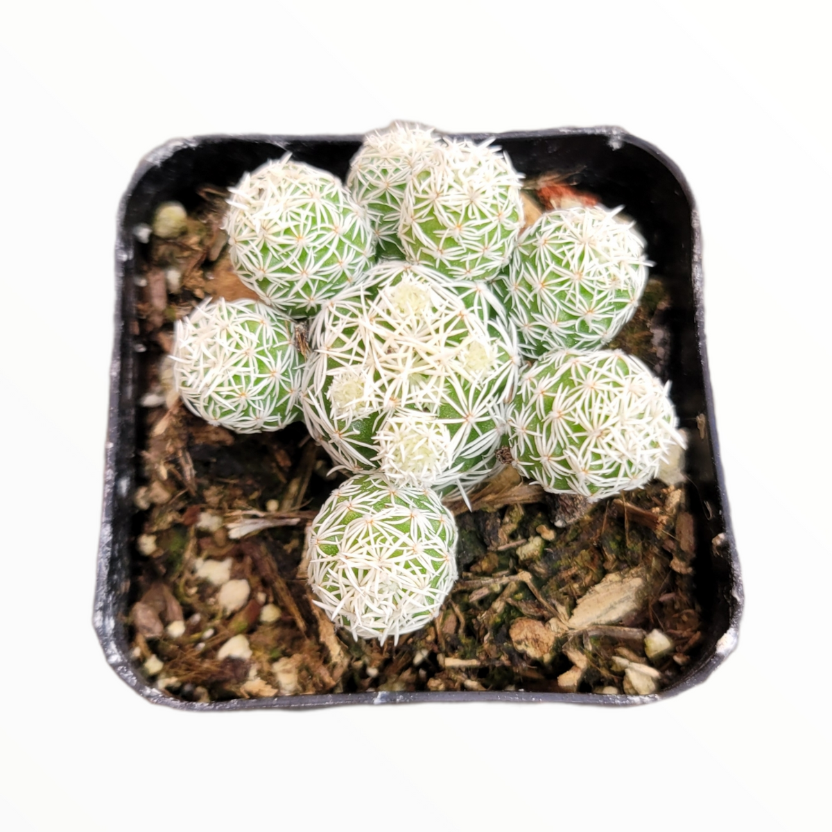 Mammillaria gracilis fragilis 'Thimble Cactus'