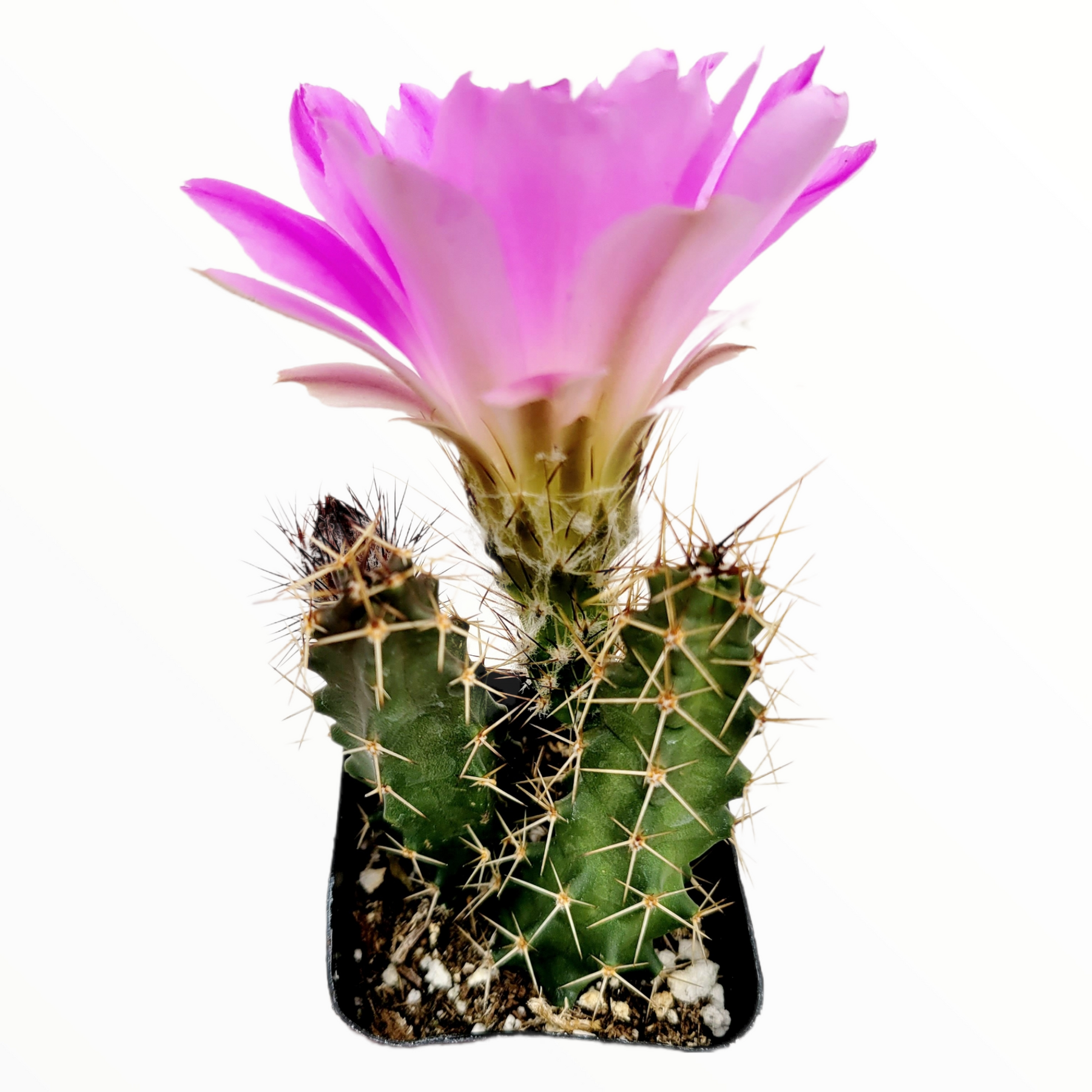 types of lady finger cactus Echinocereus pentalophus