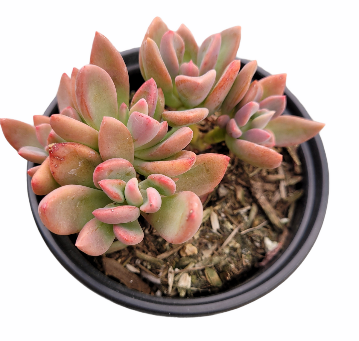 Graptoveria Cv. Rezry