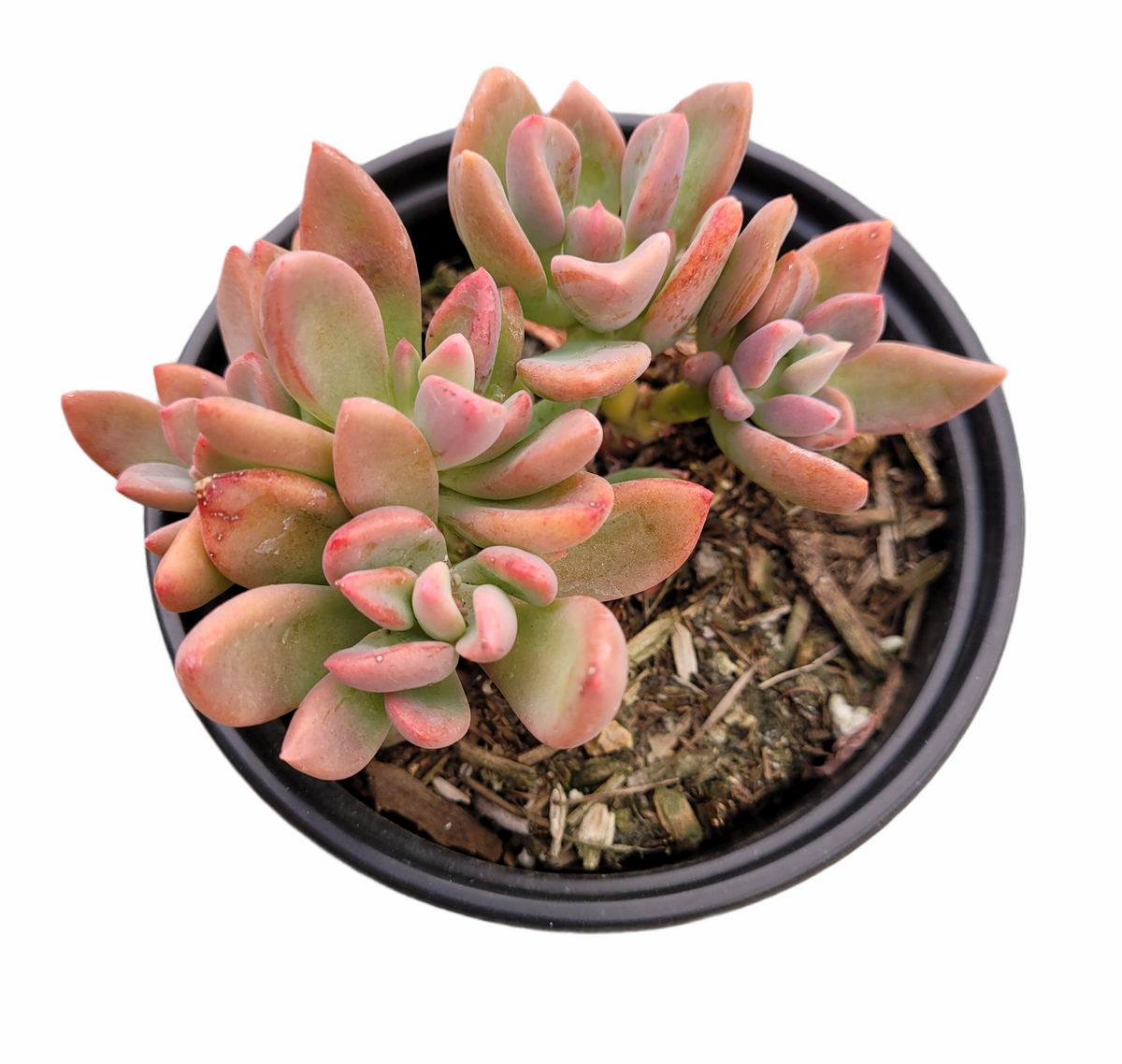 Graptoveria Cv. Rezry