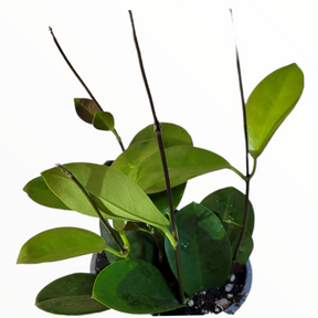 Hoya carnosa
