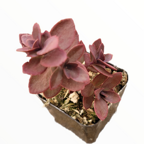 SunSparkler® Sedum 'Cherry Tart'
