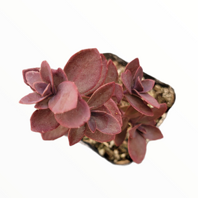 SunSparkler® Sedum 'Cherry Tart'