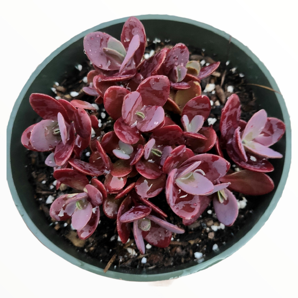 SunSparkler® Sedum 'Cherry Tart'