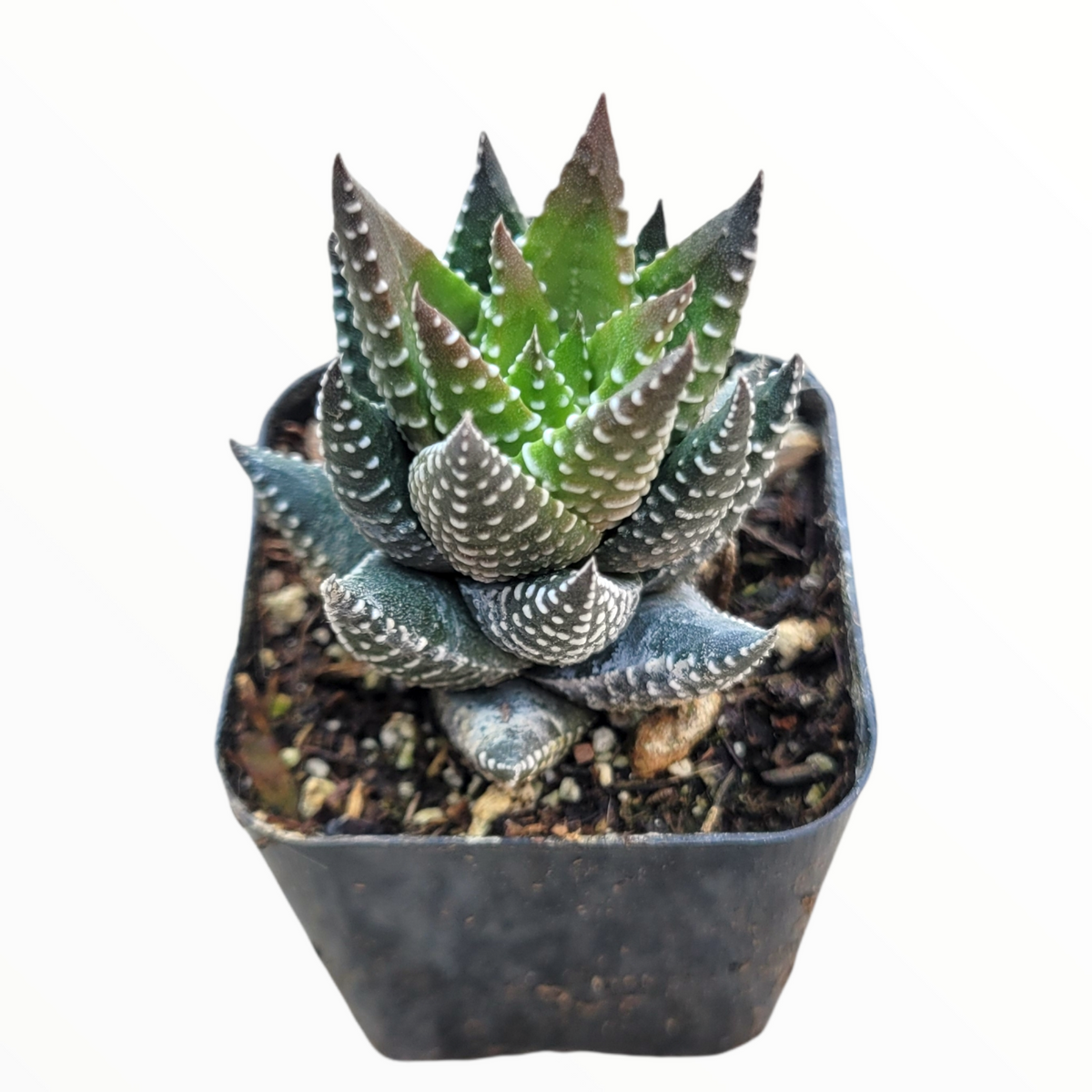 Haworthia reinwardtii 'African Pearls' - Succulents Depot