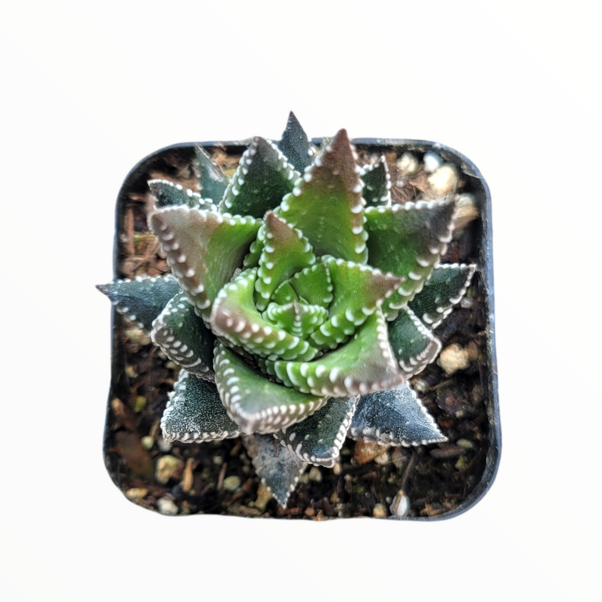 Haworthia reinwardtii 'African Pearls' - Succulents Depot