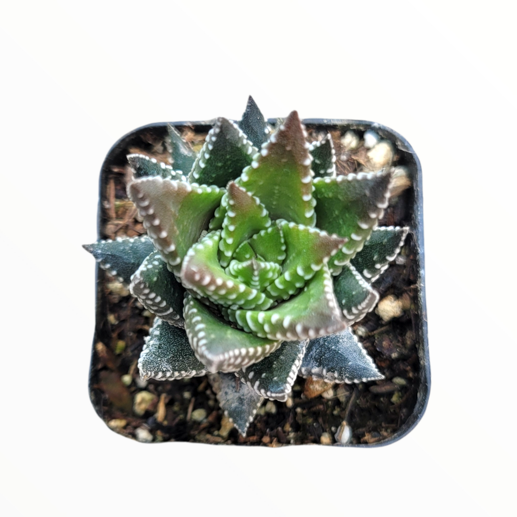 Haworthia reinwardtii 'African Pearls'