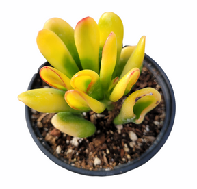 et finger jade plant Crassula ovata Variegated 'ET's Fingers' Jade 8 Inch