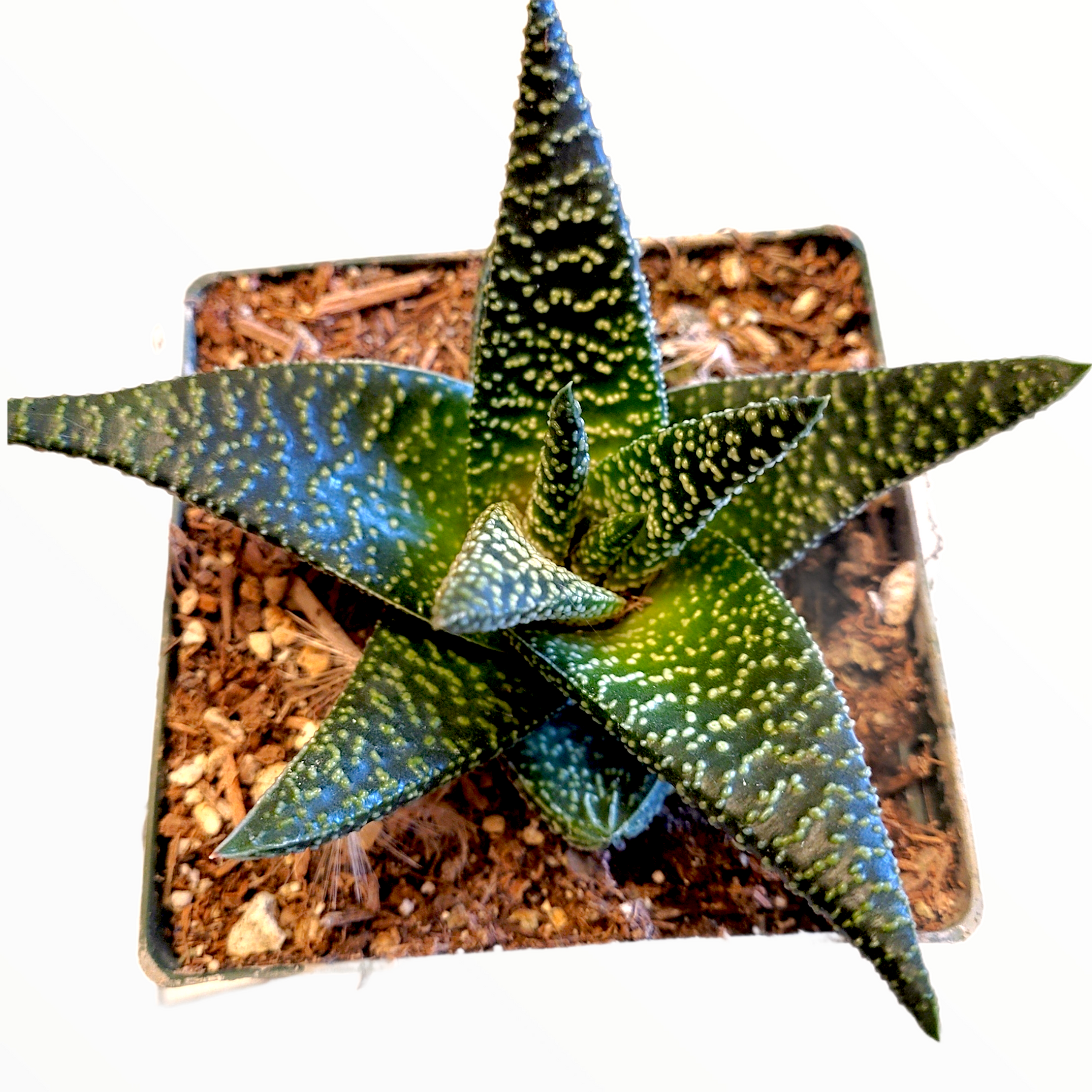 spotted succulent Gasteria 'Okavango'