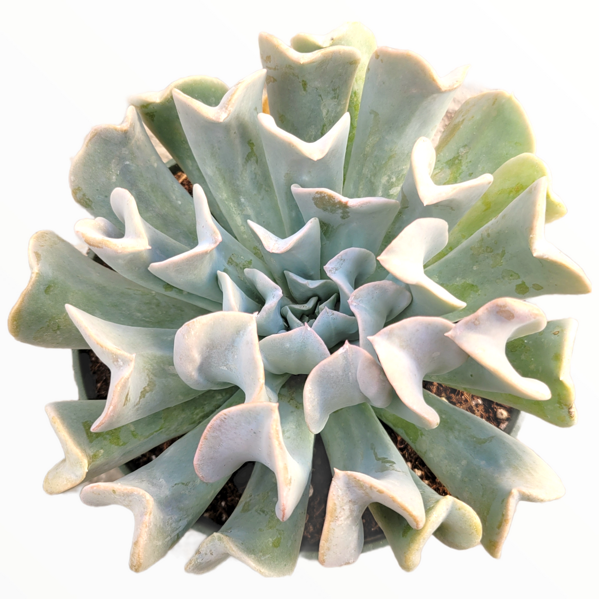 Echeveria runyonii 'Topsy Turvy'