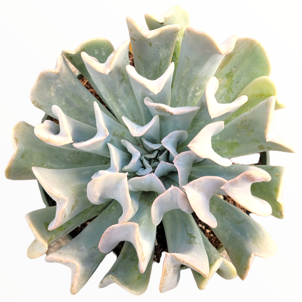 Echeveria runyonii 'Topsy Turvy'