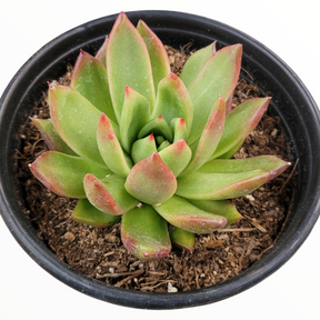 Echeveria agavoides 'Frank Reinelt'