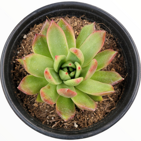 Echeveria agavoides 'Frank Reinelt'