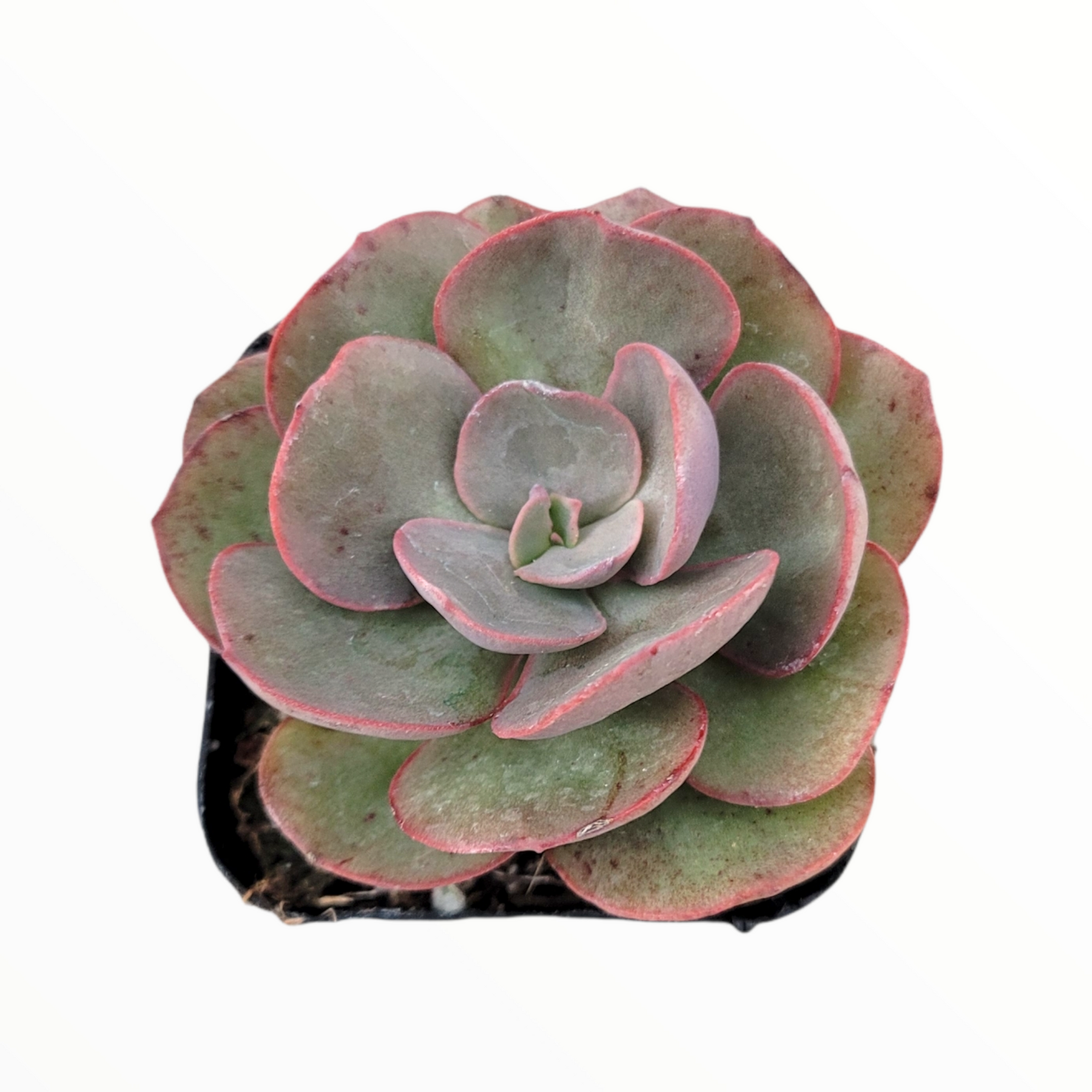 suyon succulent Echeveria Suyon