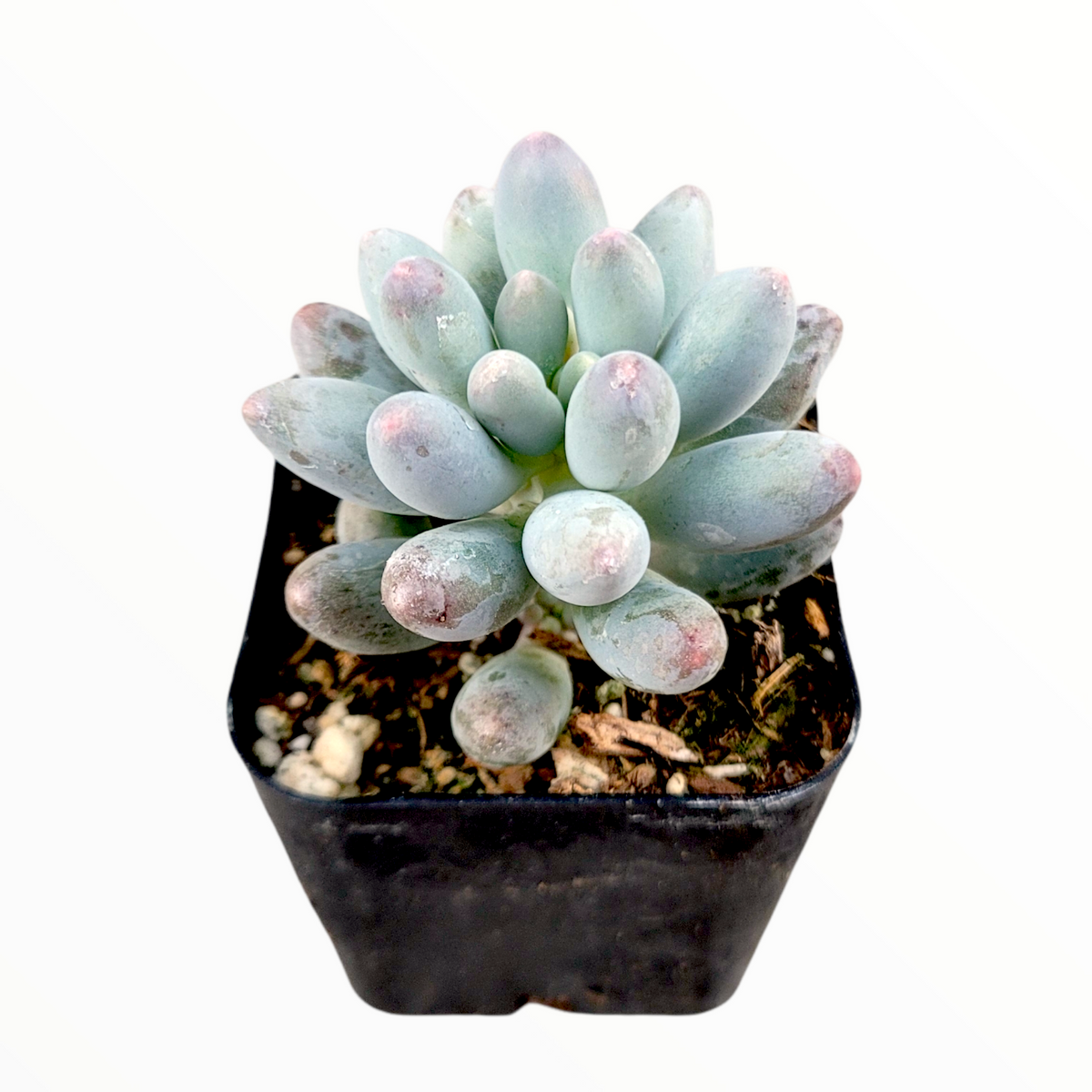 Pachyphytum 'Machucae' Baby Fingers