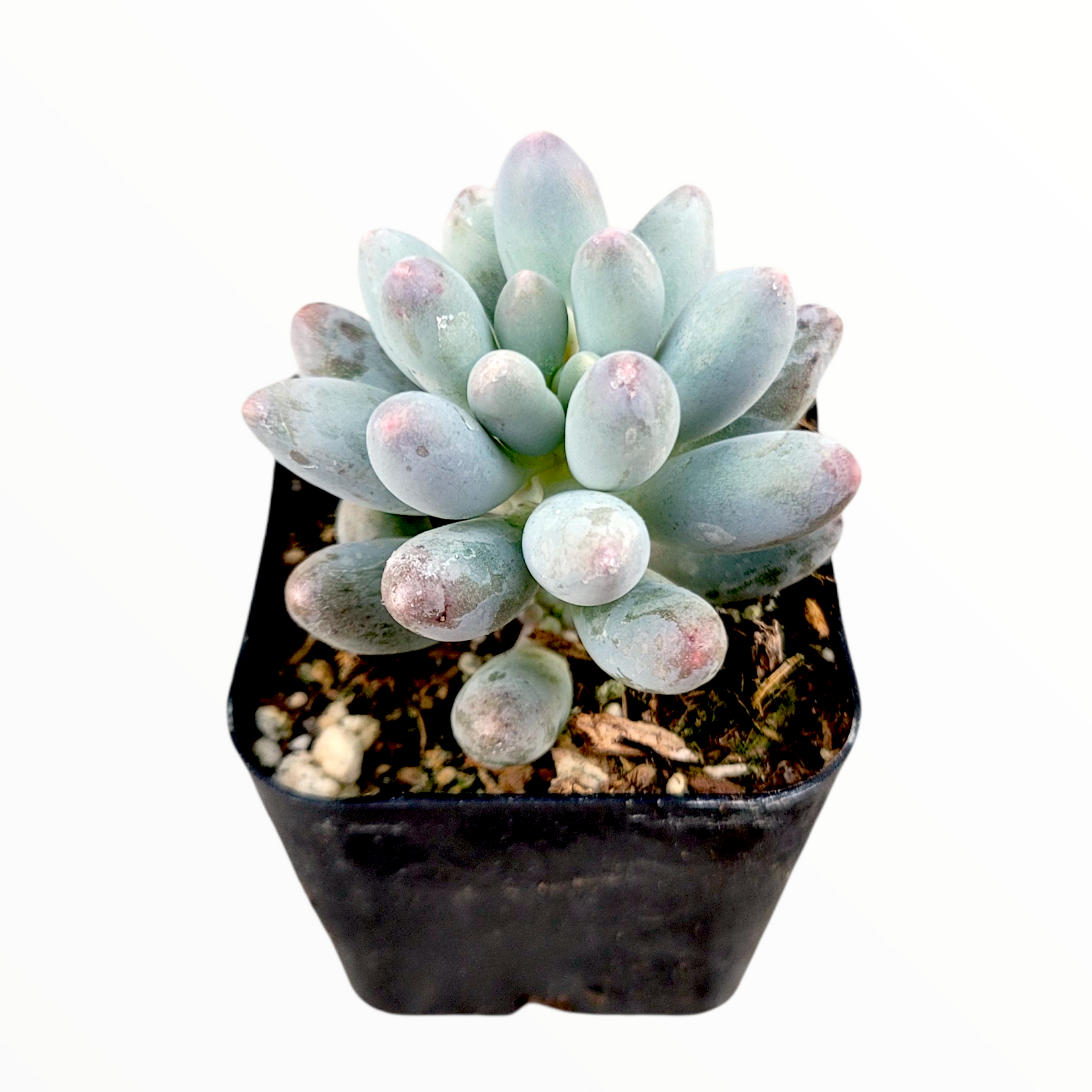 succulent with fingers Pachyphytum 'Machucae' Baby Fingers -
