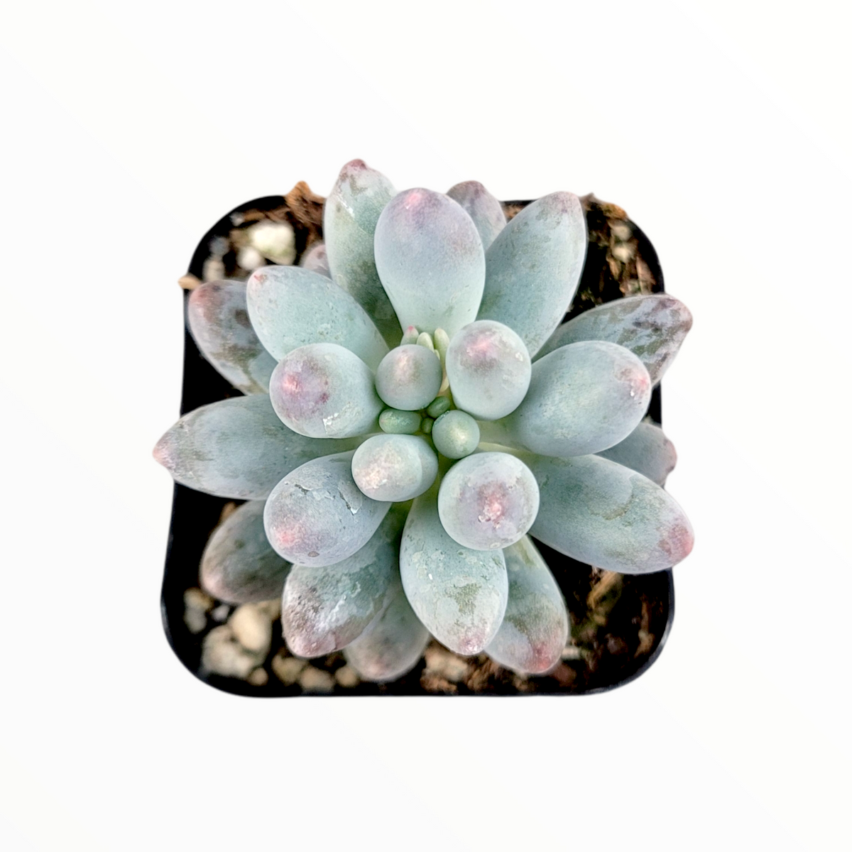 Pachyphytum 'Machucae' Baby Fingers