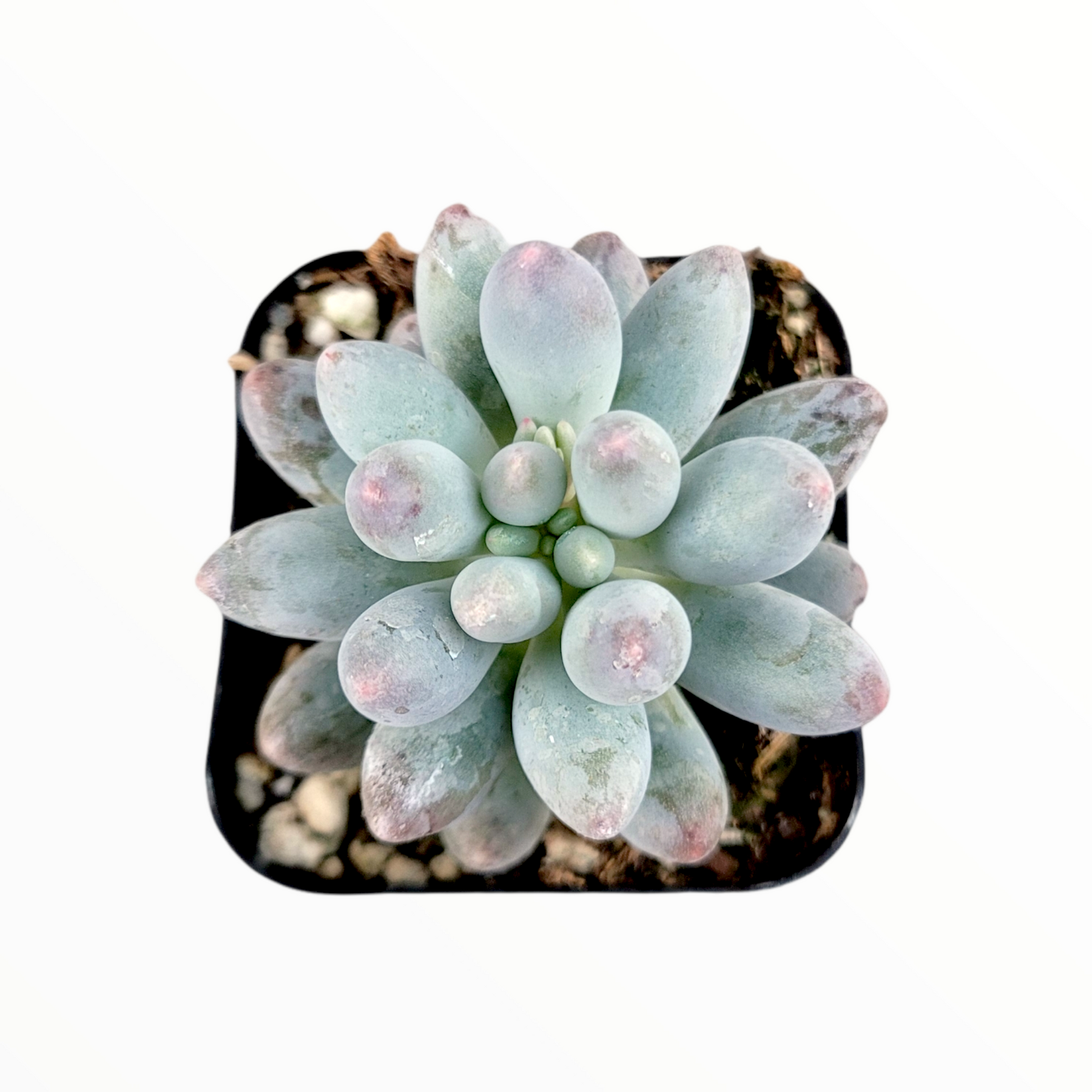 fingerling succulent Pachyphytum 'Machucae' Baby Fingers -