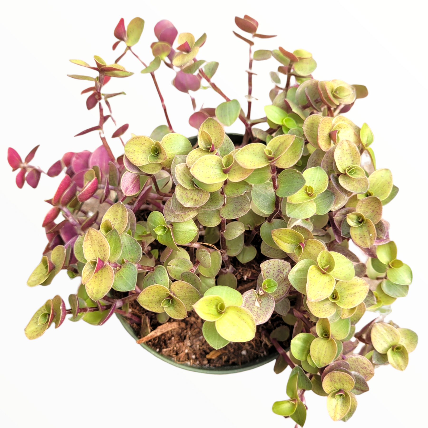 callisia repens succulent Callisia repens Golden Miniature Wandering Dude 2 Inch #A