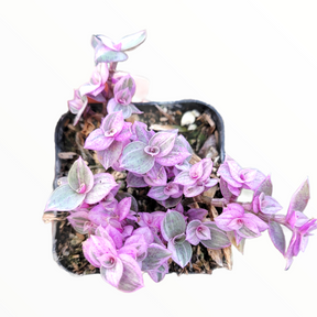 pink panther succulent Pink Panther Plant - Callisia repens Trailing Houseplant