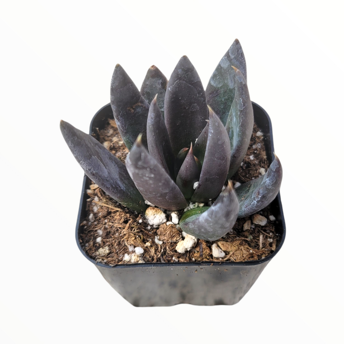 Echeveria 'Black Knight' - Succulents Depot