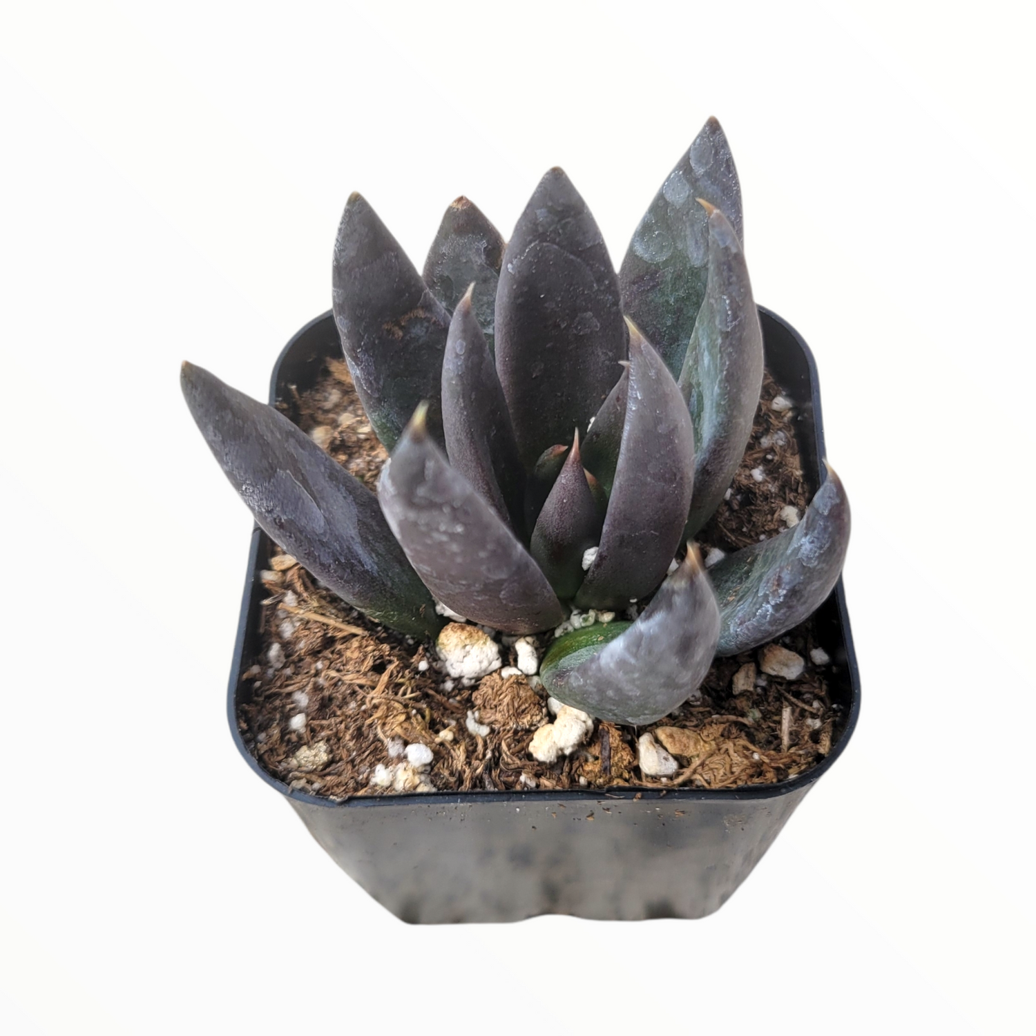 Echeveria Black Knight, New Black 2/4