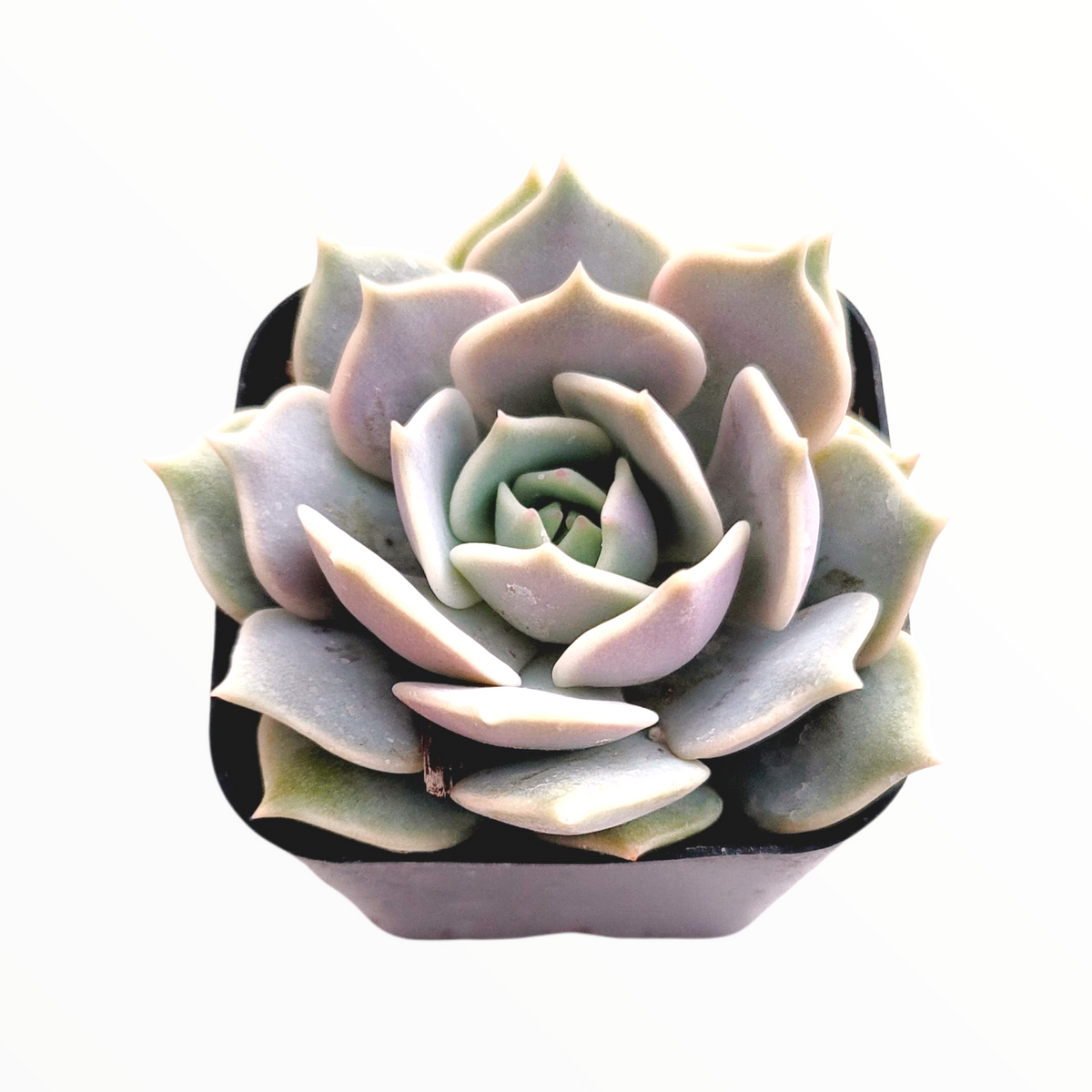 Echeveria 'Lola' - Succulents Depot