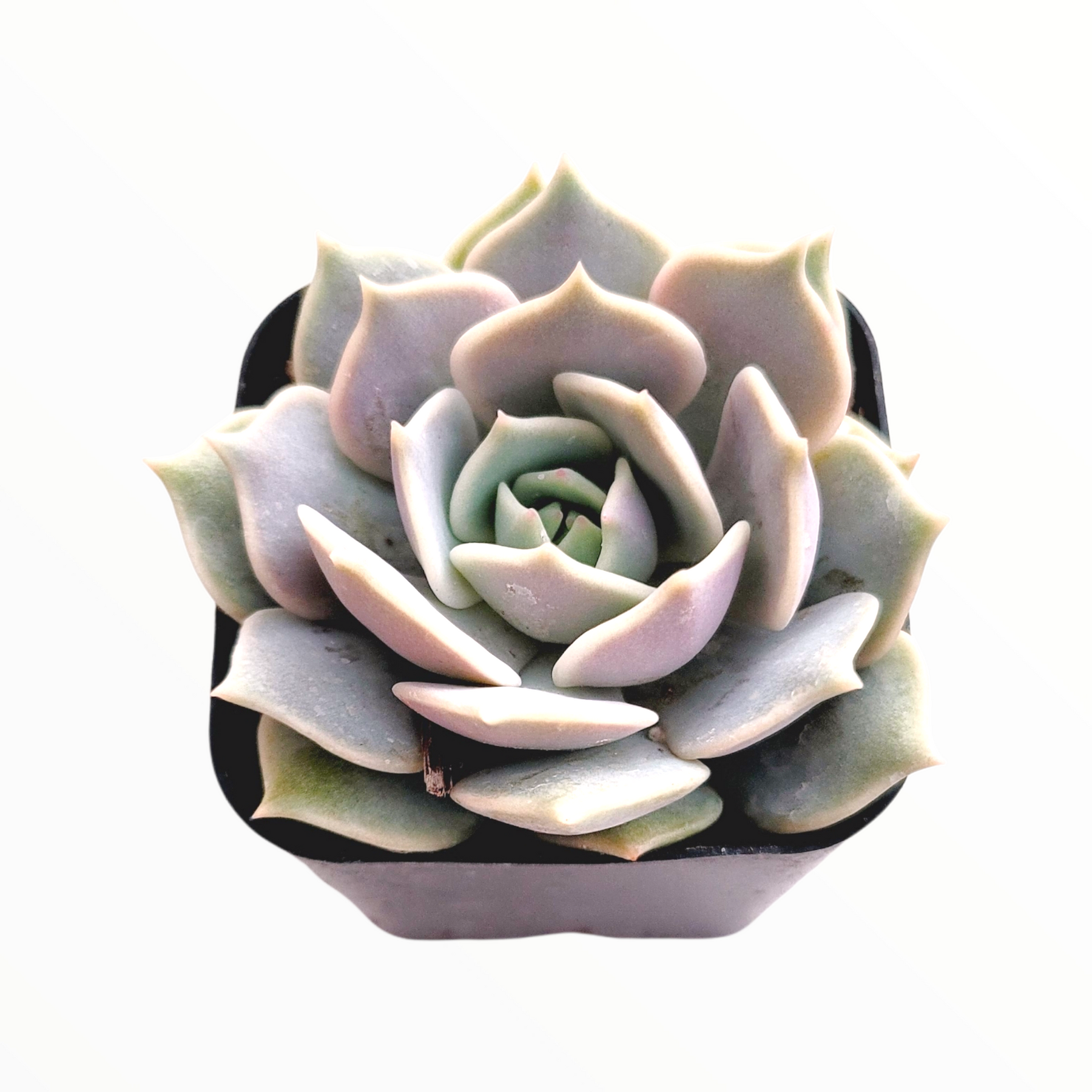 succulent echeveria lola Echeveria 'Lola' 2 Inch