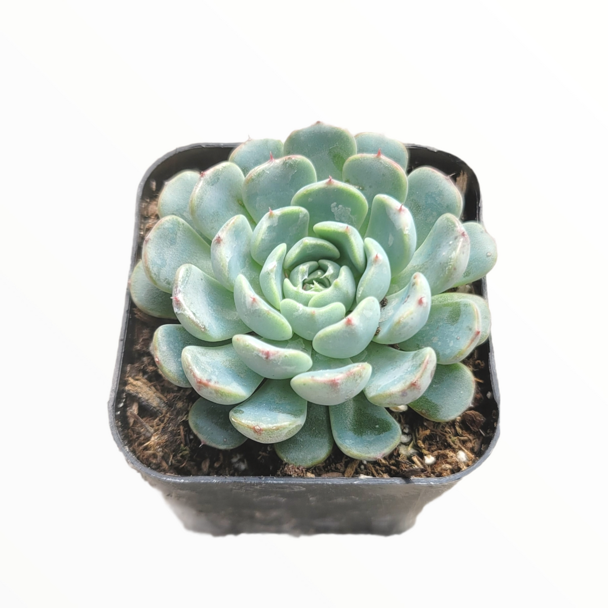 Echeveria minima