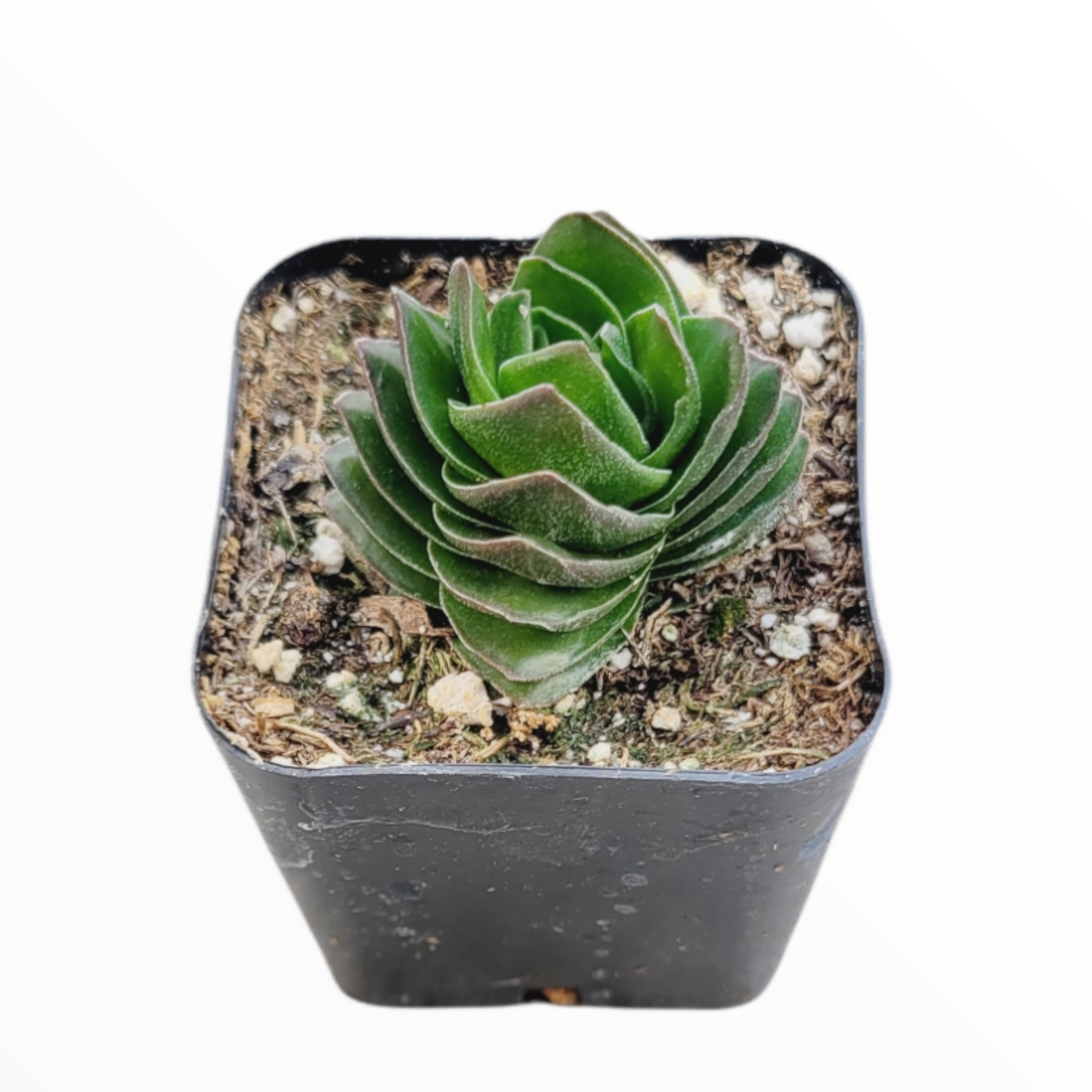 Crassula 'Buddha's Temple' - Succulents Depot