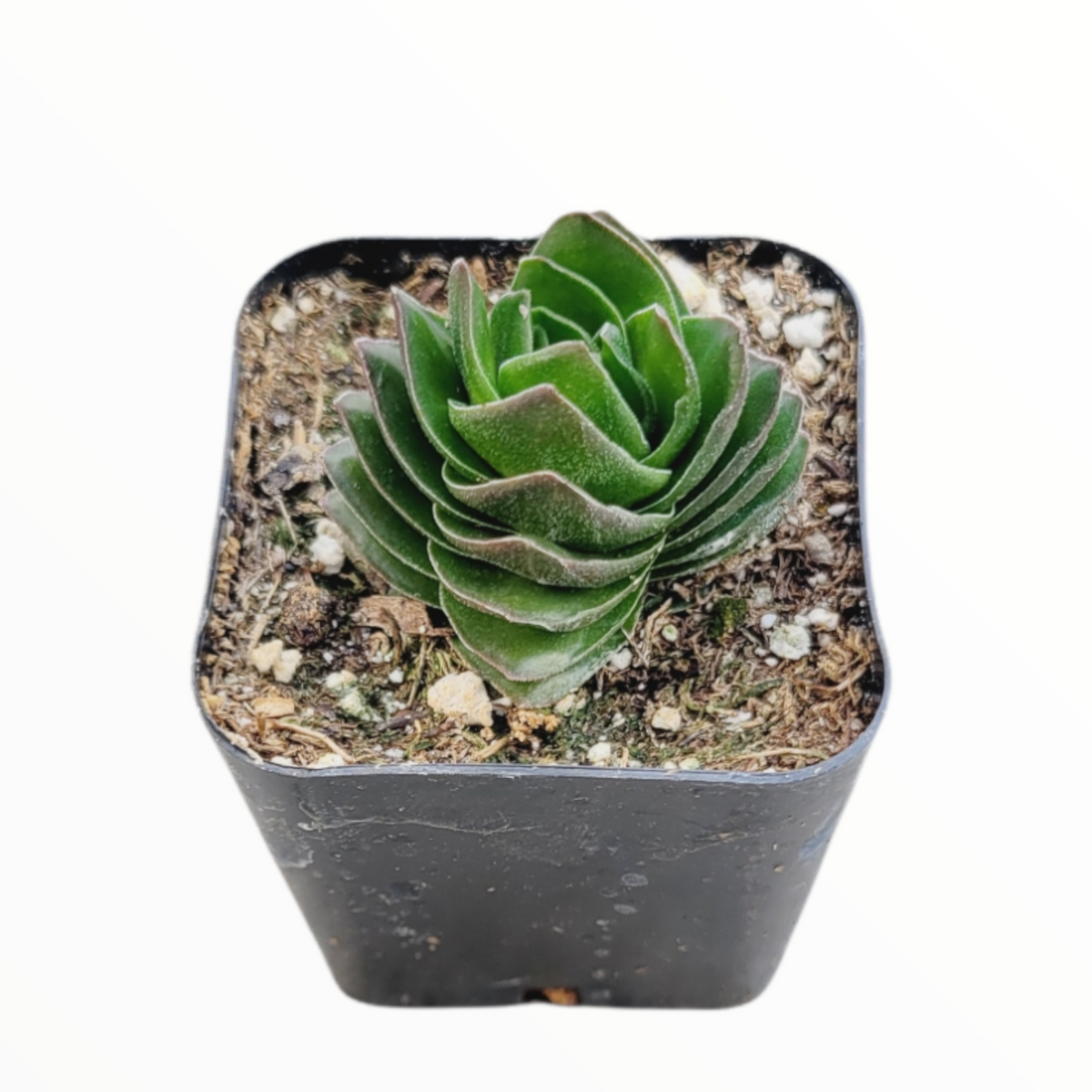 buddha temple succulent Crassula 'Buddha's Temple' 2 Inch #A