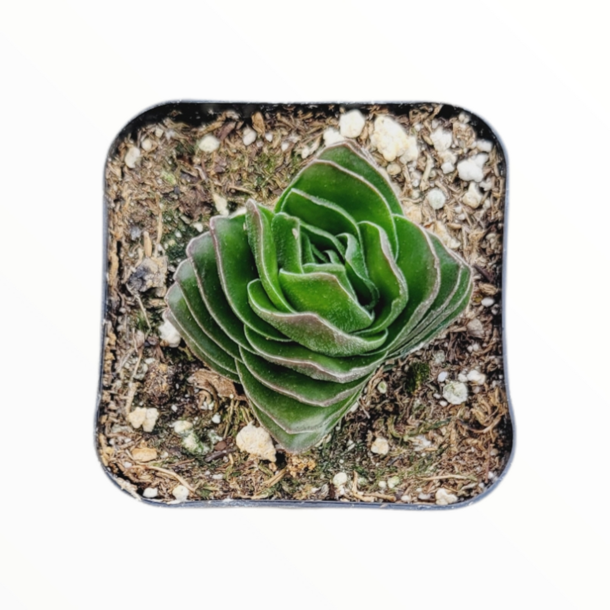 Crassula 'Buddha's Temple' - Succulents Depot