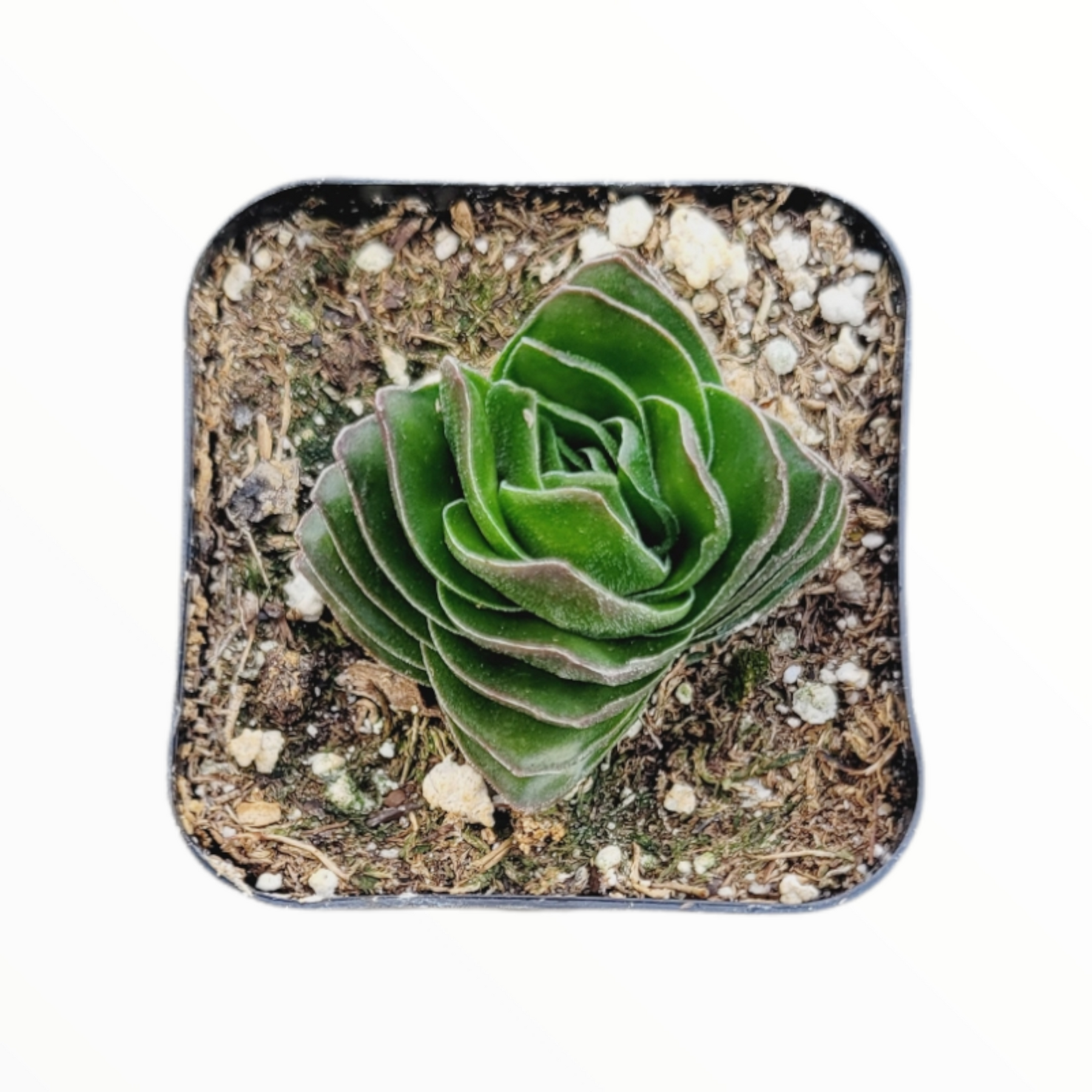 succulent buddha's temple Crassula 'Buddha's Temple'