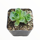 Greenovia dodrentalis Mountain Rose [Dormant in Summer]