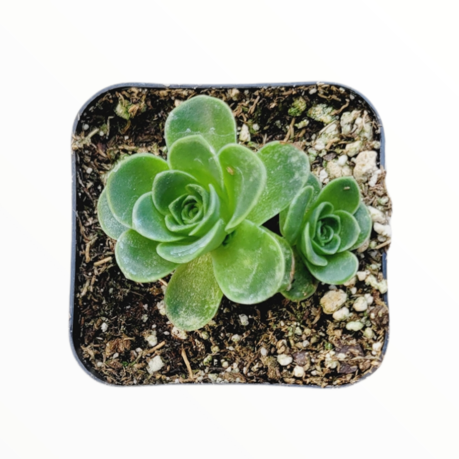 Greenovia dodrentalis Mountain Rose [Dormant in Summer]