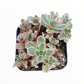 Sedum spurium 'Tricolor'